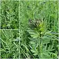 Thalictrum simplex • برگ سدابی پلوری