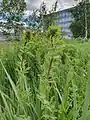 Thalictrum simplex • برگ سدابی پلوری