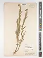 Epilobium stevenii • بیدعلفی قفقازی