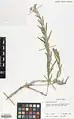 Epilobium stevenii • بیدعلفی قفقازی