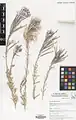 Epilobium stevenii • بیدعلفی قفقازی
