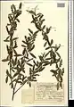 Salix excelsa • بید دنائی