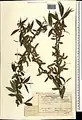 Salix excelsa • بید دنائی
