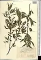 Salix excelsa • بید دنائی