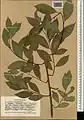 Salix excelsa • بید دنائی