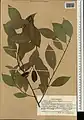 Salix excelsa • بید دنائی