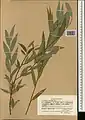 Salix excelsa • بید دنائی