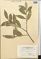 Salix excelsa • بید دنائی