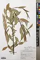 Salix excelsa • بید دنائی
