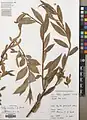Salix excelsa • بید دنائی