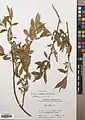 Salix excelsa • بید دنائی