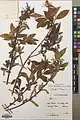 Salix excelsa • بید دنائی