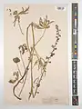 Delphinium aquilegifolium • زبانپسقفای تاجالملوکی