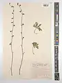 Delphinium aquilegifolium • زبانپسقفای تاجالملوکی