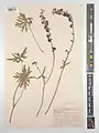 Delphinium aquilegifolium • زبانپسقفای تاجالملوکی