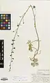 Delphinium aquilegifolium • زبانپسقفای تاجالملوکی