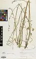 Delphinium aquilegifolium • زبانپسقفای تاجالملوکی