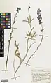 Delphinium aquilegifolium • زبانپسقفای تاجالملوکی