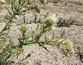 Cirsium echinus • کنگر سفید