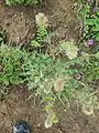 Cirsium echinus • کنگر سفید