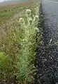 Cirsium echinus • کنگر سفید