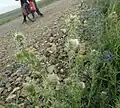 Cirsium echinus • کنگر سفید