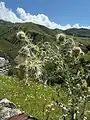 Cirsium echinus • کنگر سفید