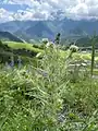 Cirsium echinus • کنگر سفید