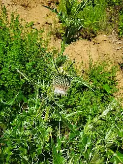 Cirsium echinus • کنگر سفید
