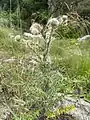 Cirsium echinus • کنگر سفید