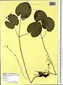 Epimedium pinnatum • گیاه بیثمر