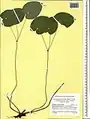 Epimedium pinnatum • گیاه بیثمر