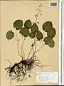 Epimedium pinnatum • گیاه بیثمر