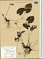 Epimedium pinnatum • گیاه بیثمر
