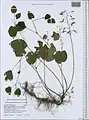 Epimedium pinnatum • گیاه بیثمر