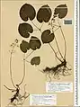 Epimedium pinnatum • گیاه بیثمر