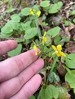 Epimedium pinnatum • گیاه بیثمر