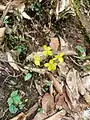 Epimedium pinnatum • گیاه بیثمر