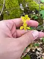 Epimedium pinnatum • گیاه بیثمر
