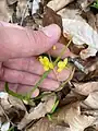 Epimedium pinnatum • گیاه بیثمر