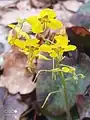 Epimedium pinnatum • گیاه بیثمر
