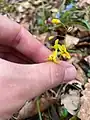 Epimedium pinnatum • گیاه بیثمر