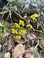 Epimedium pinnatum • گیاه بیثمر