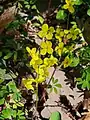 Epimedium pinnatum • گیاه بیثمر