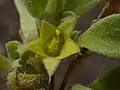 Aizoon canariense • علف فرش قناری