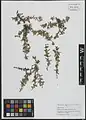 Corchorus depressus • کتان هندی خوابیده