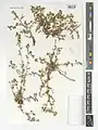 Corchorus depressus • کتان هندی خوابیده