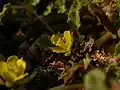 Corchorus depressus • کتان هندی خوابیده