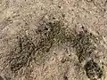 Corchorus depressus • کتان هندی خوابیده
