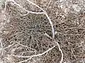 Corchorus depressus • کتان هندی خوابیده